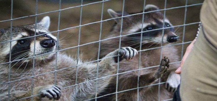 Mapaches caen sobre consultorio en Tamaulipas