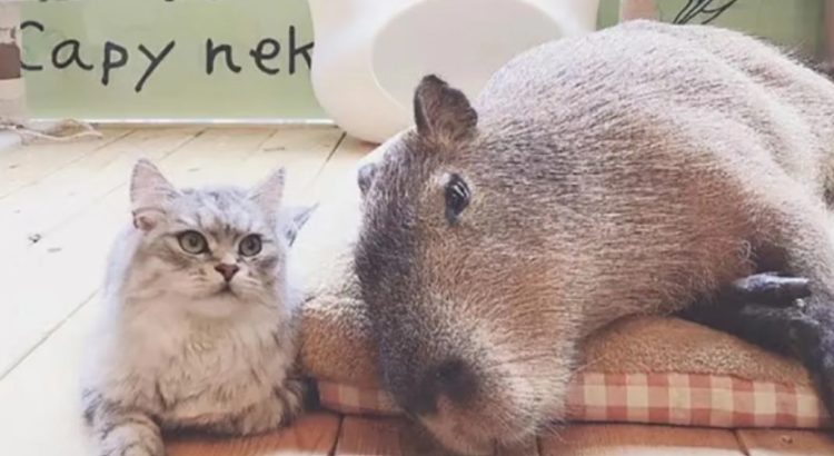 Abren cafetería llena de gatos … y capibaras