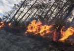 40 hectáreas se incendiaron en Miquihuana, Tamaulipas