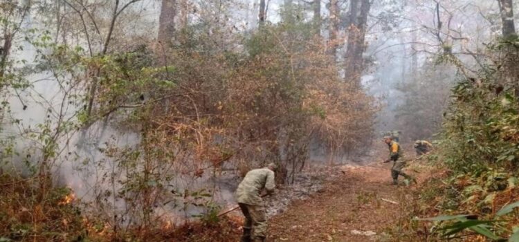 Hay tres incendios forestales activos en Tamaulipas las autoridades ya están atienden los siniestros