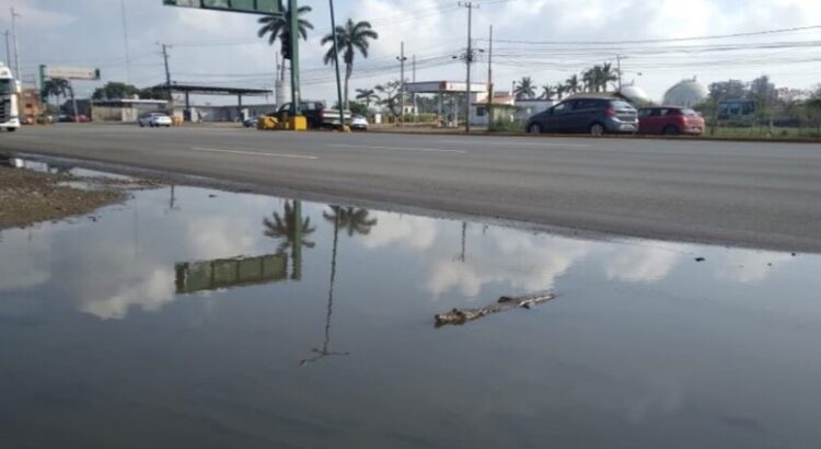 Encuentran otro cocodrilo en las calles de Tamaulipas