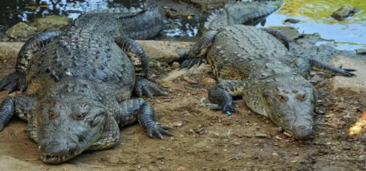 Cocodrilos sueltos en el sur de Tamaulipas