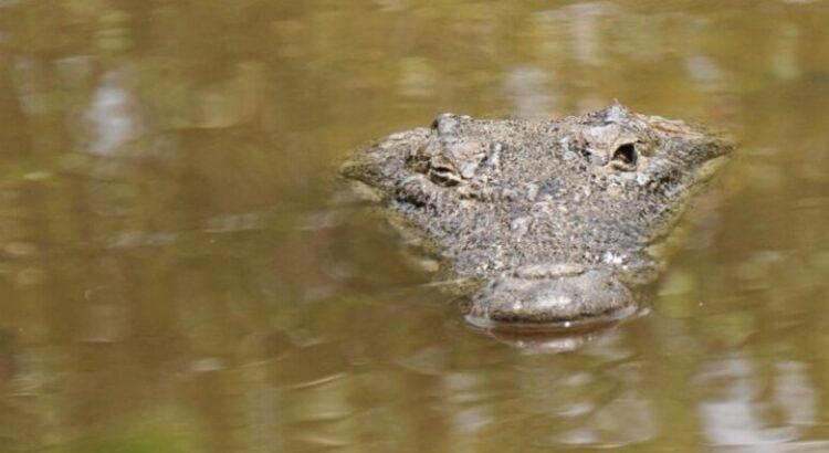 En el sur de Tamaulipas buscan controlar la sobrepoblación de cocodrilos