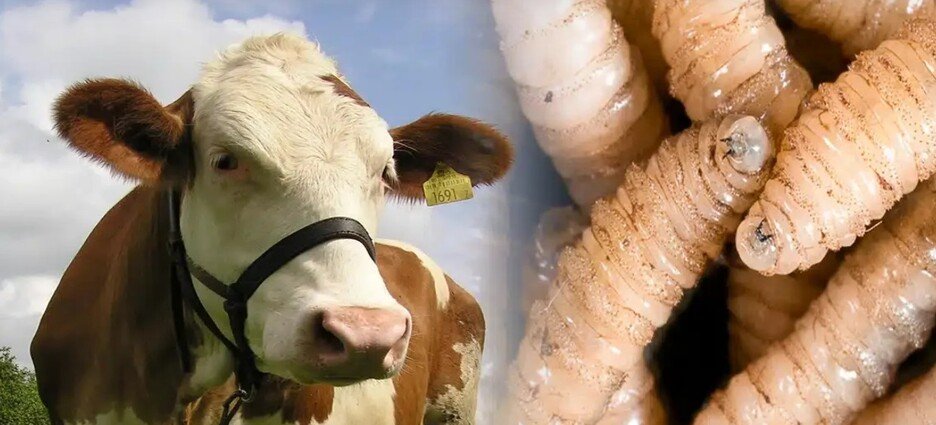 La estrategia sanitaria para detener el gusano barrenador del ganado da resultados positivos en Tamaulipas